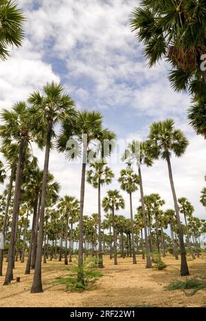 Palmenhaine in der Nähe von Tiruchendur, Tamil Nadu, Südindien, Indien, Asien Stockfoto