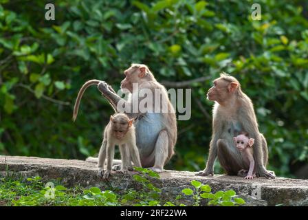 Bonnet Monkey (Macaca radiata) mit Baby Monkey auf dem Alagar Kovil Pazhamudircholai Hügel bei Madurai, Tamil Nadu, Südindien, Indien, Asien Stockfoto