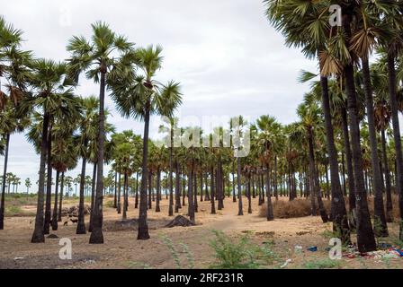 Palmenhaine in der Nähe von Tiruchendur, Tamil Nadu, Südindien, Indien, Asien Stockfoto