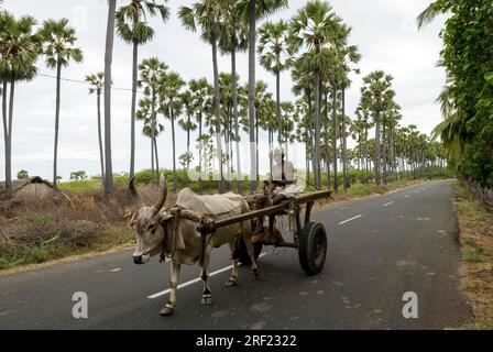Palmenhaine in der Nähe von Tiruchendur, Tamil Nadu, Südindien, Indien, Asien Stockfoto