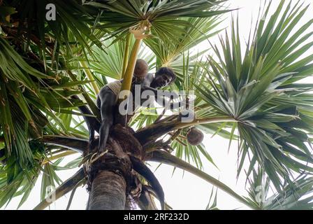 palmsaft von Tapper bei Tiruchendur, Tamil Nadu, Südindien, Indien und Asien gesammelt Stockfoto