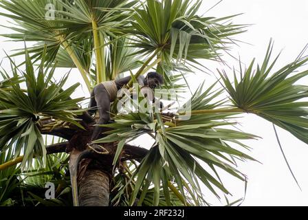 palmsaft von Tapper bei Tiruchendur, Tamil Nadu, Südindien, Indien und Asien gesammelt Stockfoto