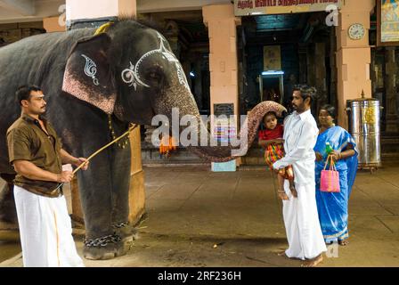 Gläubige, die Segen von Tempelelefanten, Swaminatha Swamy God Murugan Temple im Swamimalai bei Kumbakonam, Tamil Nadu, Südindien, Indien erhalten Stockfoto