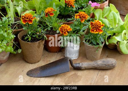 Gelbflossenthun (Tagetes tenuifolia) Stockfoto