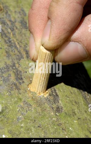 Holzdübel mit Pilzmycel wird in Bochloch gesteckt, Shitake-Pilze, Shiitake-Pilze (Lentinus edodes), Shitake Stockfoto