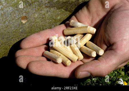 Holzpfropfen mit Pilzmycel, Shitake-Pilze, Shiitake-Pilze (Lentinus edodes), Shitake Stockfoto