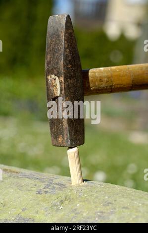 Holzdübel mit Pilzmycel wird in Bochloch, Shitake-Pilze, Shiitake-Pilze (Lentinus edodes), Shitake, Hammer gelegt Stockfoto