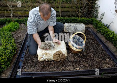 Der Mensch erntet Austernpilze (Pleurotus ostreatus), Pilzzucht Stockfoto