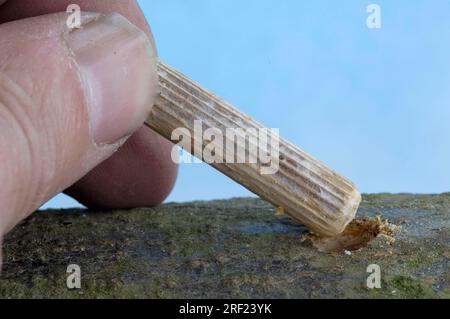 Holzdübel mit Pilzmycel wird in Bochloch gesteckt, Shitake-Pilze, Shiitake-Pilze (Lentinus edodes), Shitake Stockfoto