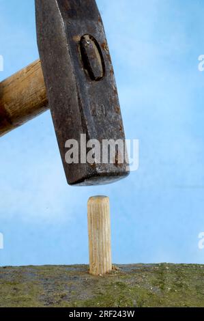 Holzdübel mit Pilzmycel wird in Bochloch, Shitake-Pilze, Shiitake-Pilze (Lentinus edodes), Shitake, Hammer gelegt Stockfoto