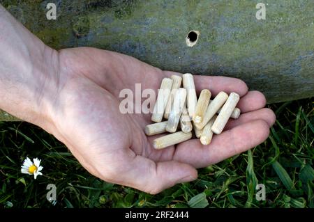 Holzpfropfen mit Pilzmycel, Shitake-Pilze, Shiitake-Pilze (Lentinus edodes), Shitake Stockfoto