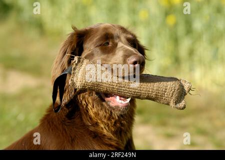 Deutscher Langhaariger Zeiger mit Apportel, deutscher Longhair Stockfoto