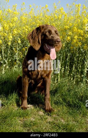 Deutscher Langhair-Zeiger, Deutscher Longhair Stockfoto