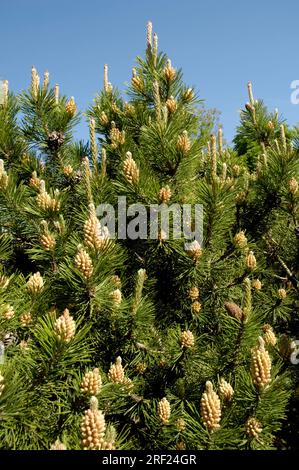 Bergkiefer (Pinus mugo), Bergkiefer, Bergzwergkiefer, Bergkiefer, Zwergkiefer Stockfoto