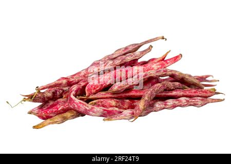 Kidney Beans isoliert auf weißem Hintergrund. Konzept für die Ernte frischer roher Cranberry-Bohnen. Gemüse für eine gesunde Ernährung Stockfoto