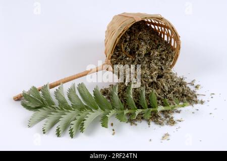 Silberalgen (Potentilla anserina), getrocknete Blätter, Gänseschinken Stockfoto