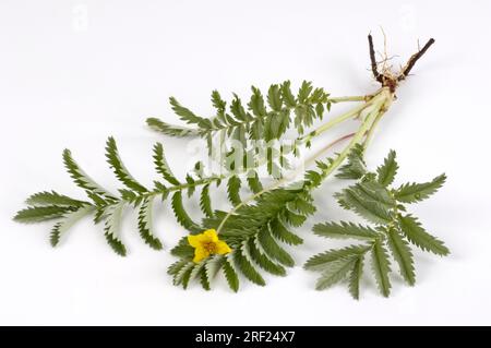 Silberweed (Potentilla anserina), Gänse-Cinquefoil Stockfoto