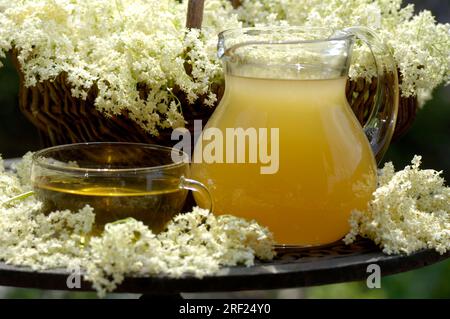 Holunderblüten (Sambucus nigra), Blumen, Tasse mit Holunderblüten-Tee und Holunderbeersirup, Holunderblüten-Tee, Holunderbeersirup, Kanne Stockfoto