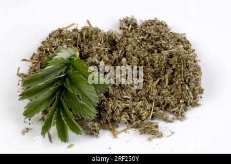 Silberkraut (Potentilla anserina), getrocknete Blätter, Gänseschinken, Muster, Gegenstand Stockfoto