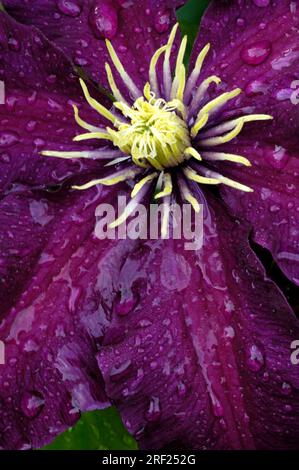 Clematis-Hybride, Blume mit Regentropfen (Clematis) Stockfoto
