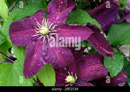 Clematis-Hybride, Blume mit Regentropfen (Clematis) Stockfoto