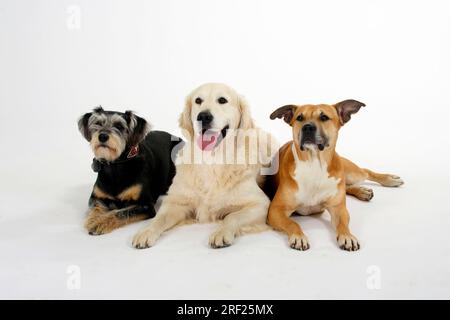 American Staffordshire Terrier, Mischhund und Golden Retriever Stockfoto