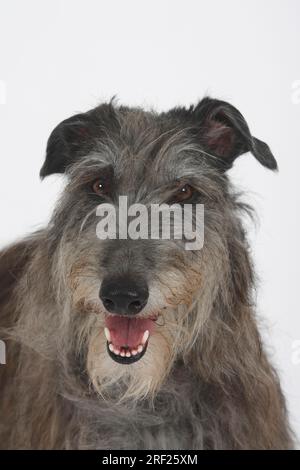 Scottish Deerhound Stockfoto