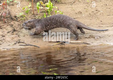 Hundesotter (Lutra lutra) am Ufer des Flusses Ericht in der Nähe von Blairgowrie Stockfoto