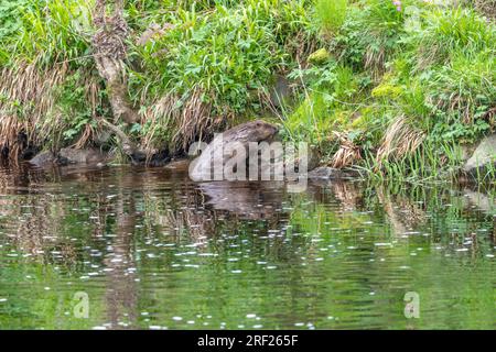 Ein Biber (Castor Fibre), der am Ufer des Flusses Ericht in der Nähe von Blairgowrie in Schottland ins Wasser eindringt. Stockfoto