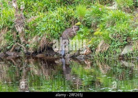 Ein Biber (Castor Fibre) am Ufer des Ericht bei Blairgowrie, Schottland. Stockfoto