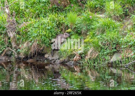 Ein Biber (Castor Fibre) am Ufer des Ericht bei Blairgowrie, Schottland. Stockfoto
