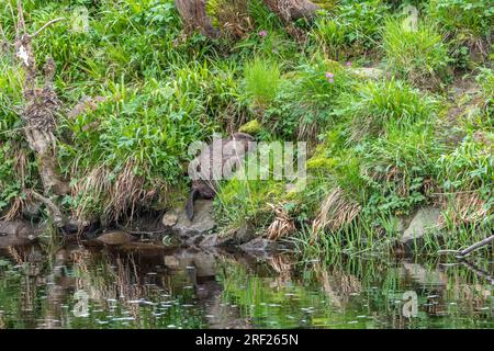 Ein Biber (Castor Fibre) am Ufer des Ericht bei Blairgowrie, Schottland. Stockfoto