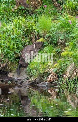 Ein Biber (Castor Fibre) isst Vegetation am Ufer des Flusses Ericht in der Nähe von Blairgowrie, Schottland. Stockfoto