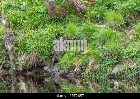 Ein Biber (Castor Fibre) am Ufer des Ericht bei Blairgowrie, Schottland. Stockfoto