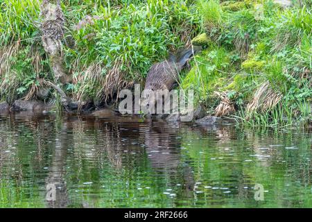 Ein Biber (Castor Fibre), der am Ufer des Flusses Ericht. In der Nähe von Blairgowrie in Schottland ins Wasser gelangt. Stockfoto