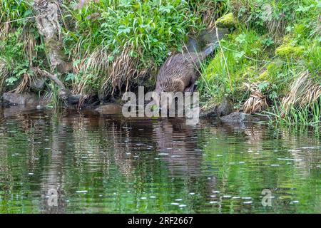 Ein Biber (Castor Fibre), der am Ufer des Flusses Ericht in der Nähe von Blairgowrie in Schottland ins Wasser eindringt. Stockfoto