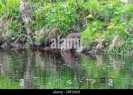 Ein Biber (Castor Fibre), der am Ufer des Flusses Ericht in der Nähe von Blairgowrie, Schottland, ins Wasser eindringt. Stockfoto