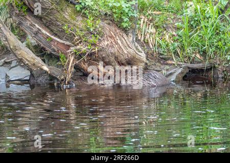 Ein Paar Biber im Wasser, River Ericht bei Blairgowrie, Schottland. Stockfoto