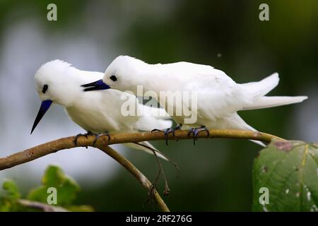 Fee Terns, Pair, Bird Island, Seychellen (Gygis alba monte), White Tern Stockfoto