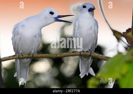 Fee Terns, Pair, Bird Island, Seychellen (Gygis alba monte), White Tern Stockfoto