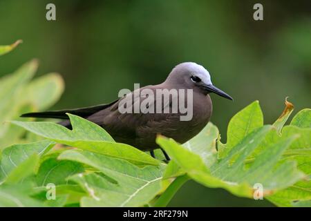 Noddi Tern, Vogelinsel, Seychellen (Anous stolidus pileatus) Stockfoto