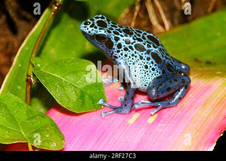 Blauer Giftpfeilfrosch (Dendrobates azureus), Blauer Giftfrosch Stockfoto