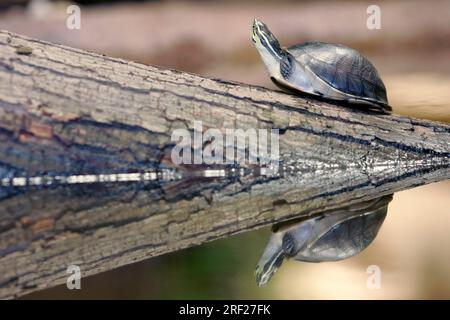 Amboina box Turtle (Cuora Amboinensis) Stockfoto