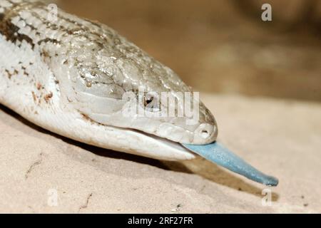 Skink mit blauer Zunge (Tiliqua gigas) Stockfoto