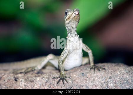 Weber-Segelechse (Hydrosaurus weberi), Weber-Segelechse Stockfoto