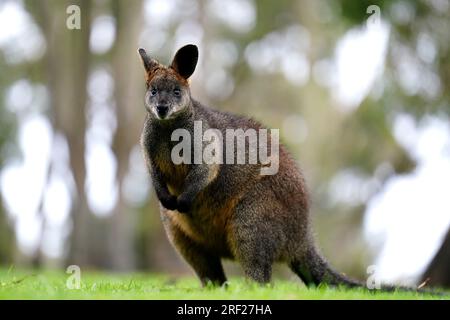Ein allgemeiner Blick auf eine Wallabie im Cleland Wildlife Park, Adelaide, Sydney. Foto: Sonntag, 30. Juli 2023. Stockfoto