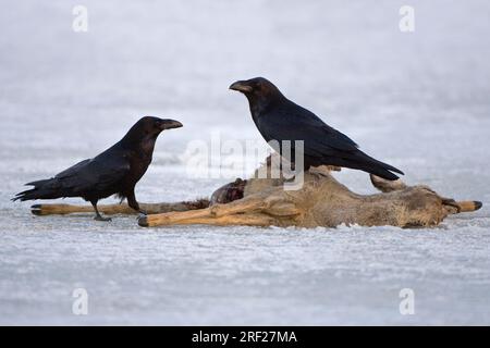 Gemeine Raben (Corvus corax) auf Reh-Schlachtkörpern, Nationalpark Mueritz, Mecklenburg-Vorpommern, Deutschland Stockfoto