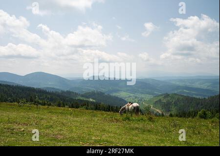 Pferd in den Karpaten Stockfoto