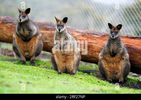 Ein allgemeiner Blick auf Wallabys im Cleland Wildlife Park, Adelaide, Sydney. Foto: Sonntag, 30. Juli 2023. Stockfoto