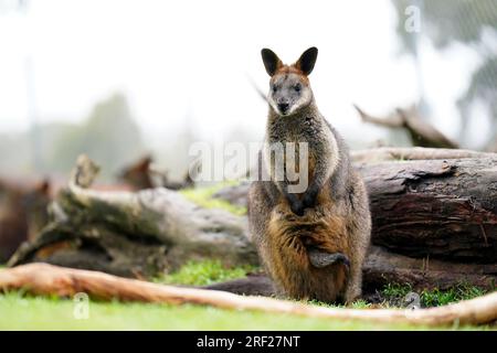 Ein allgemeiner Blick auf eine Wallabie im Cleland Wildlife Park, Adelaide, Sydney. Foto: Sonntag, 30. Juli 2023. Stockfoto